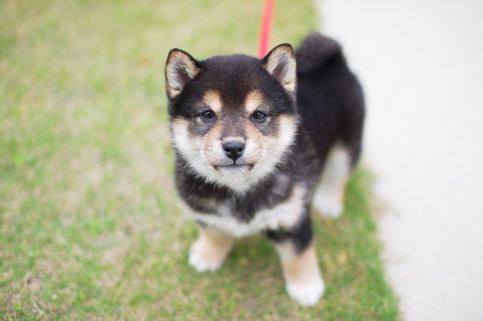 こちらを見上げる柴犬の子犬