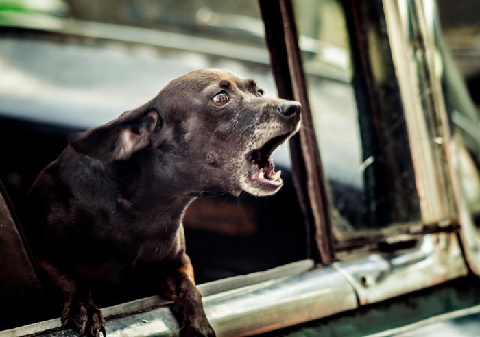 車の窓から吠える犬