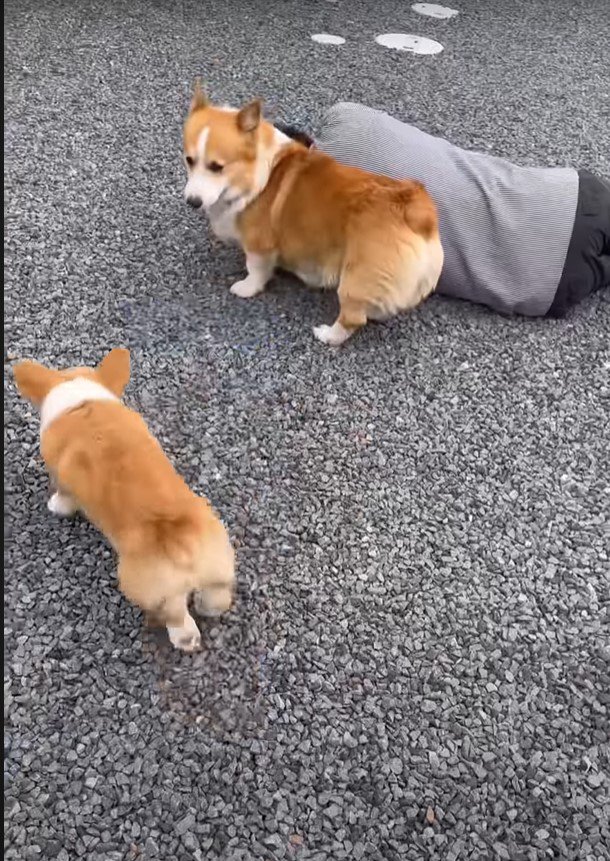 またかという犬