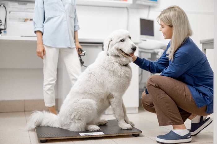 体重計に乗っている白い犬