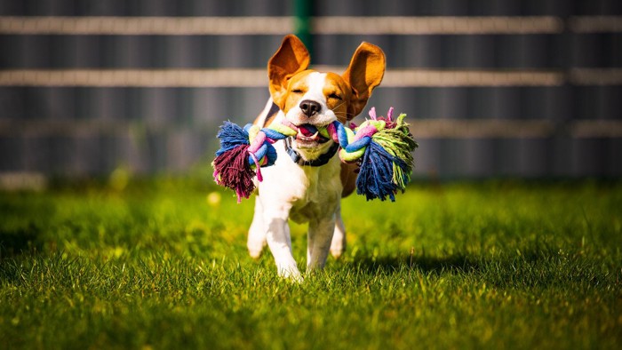 ロープのおもちゃを咥えた犬