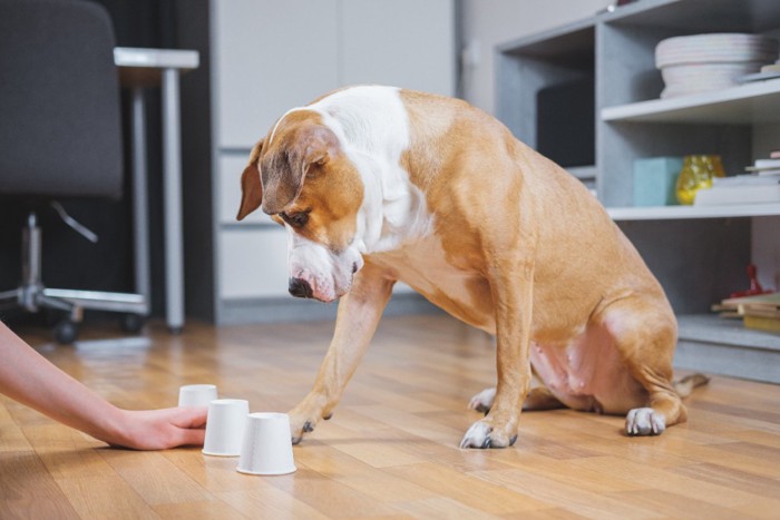 おやつ当てゲームをする犬