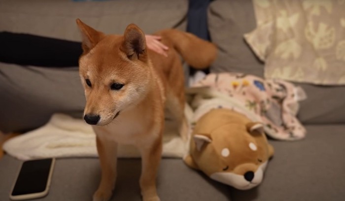 不安そうな顔の犬