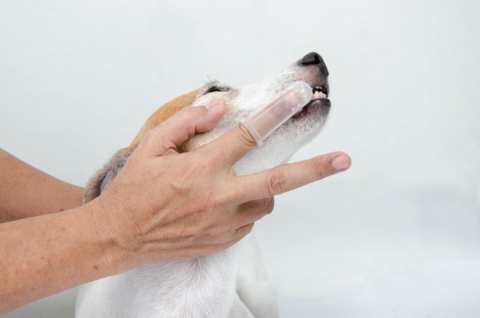 お食事中の老犬ゴールデンレトリバー