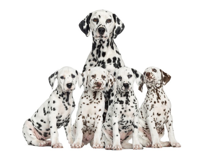 ダルメシアンの親犬と4匹の子犬