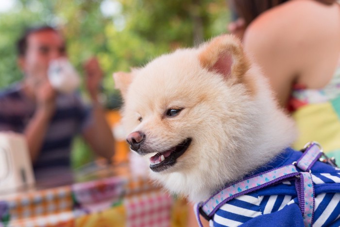 カフェで休憩する犬