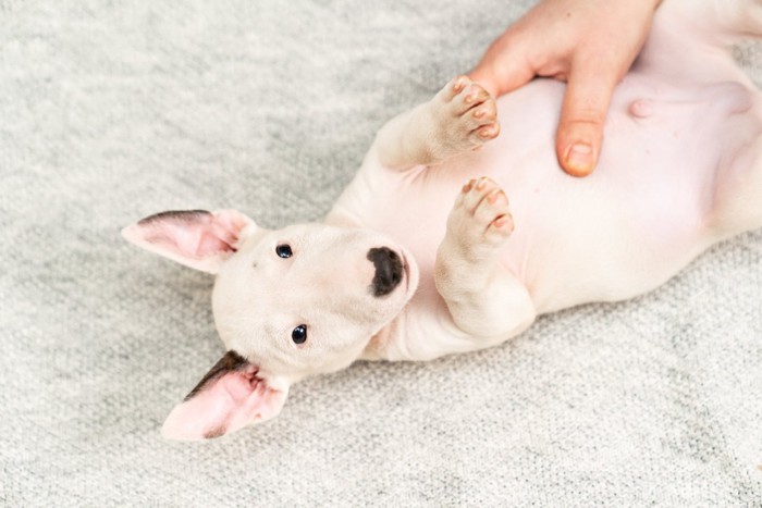 へそ天で撫でられている犬