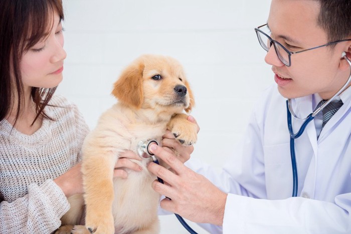 診察して貰う子犬