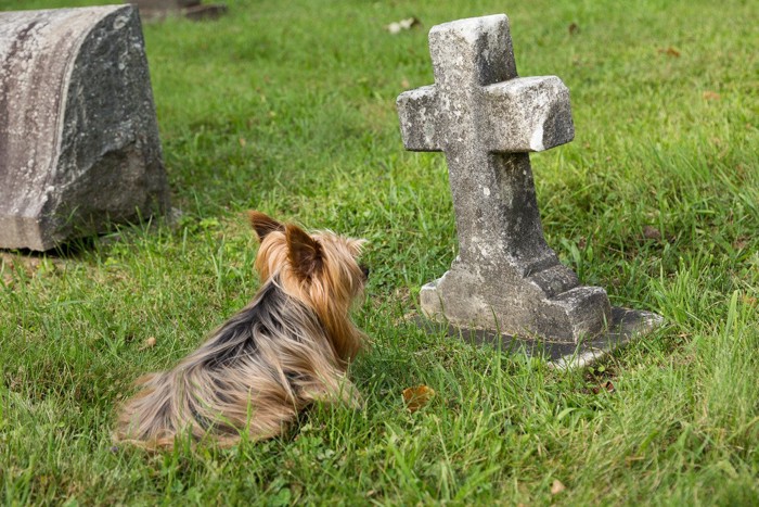 十字架の墓石をみつめる犬