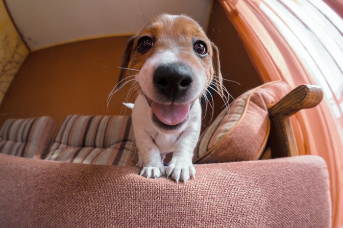 ソファーの上から笑顔で覗く犬