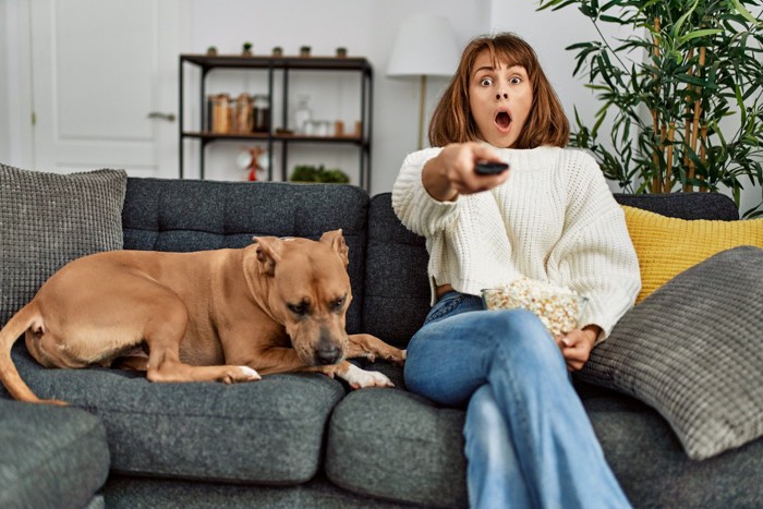 TV視聴でうるさい飼い主のそばであきれ顔の犬