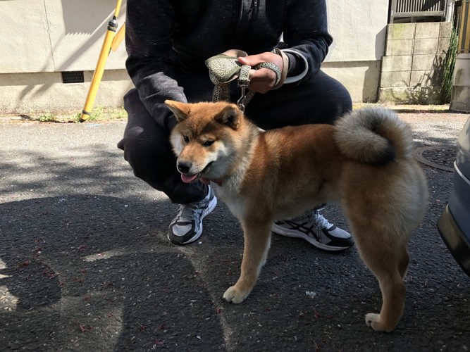 散歩中の芝犬