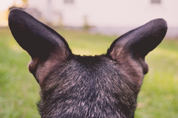 後ろから見た犬の耳