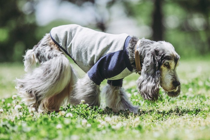 芝生を歩く老犬