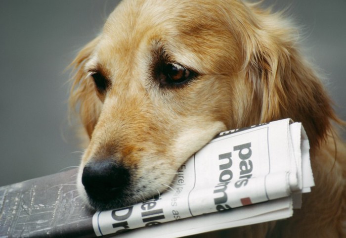 新聞紙を咥えた大型犬