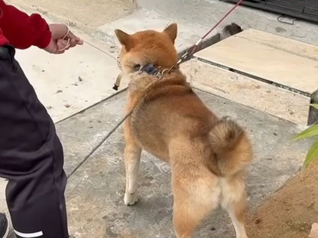 口輪とリードをつけられる柴犬