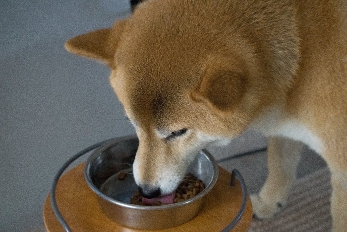 フードを食べる柴犬