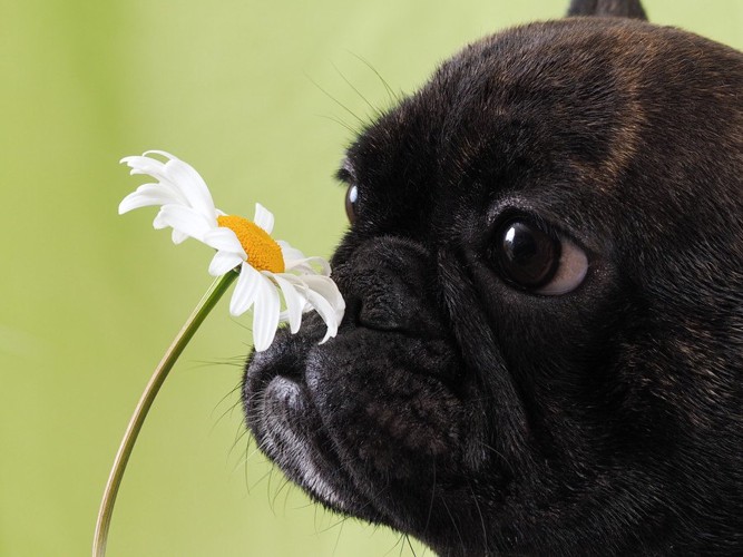 花のにおいを嗅ぐ犬