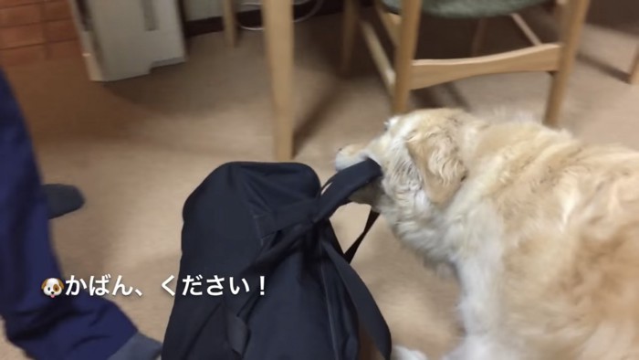 カバンを受け取る犬