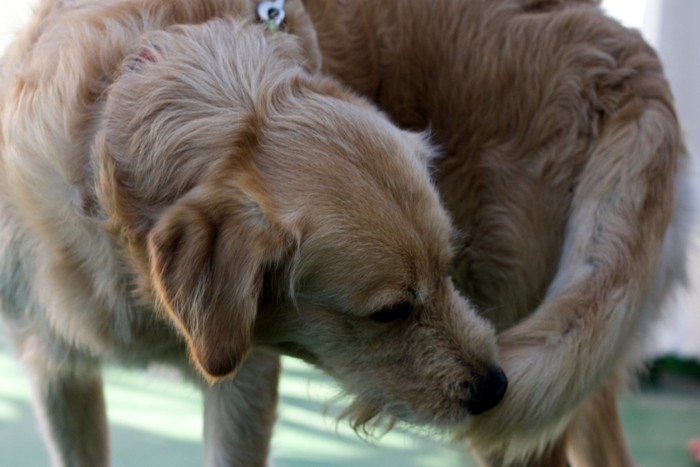 尻尾を噛む犬