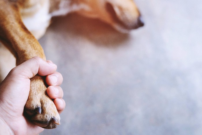 倒れた犬の前足を握る