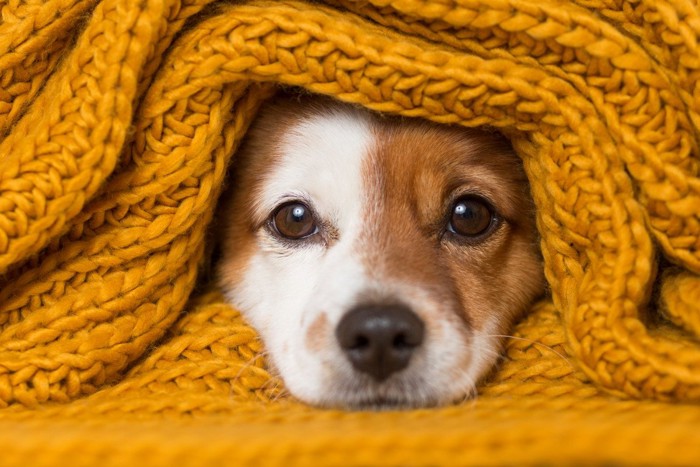 ニットにくるまった犬