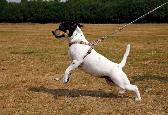 リードを引っ張る犬