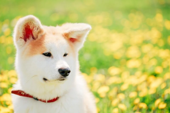 キメ顔の秋田犬