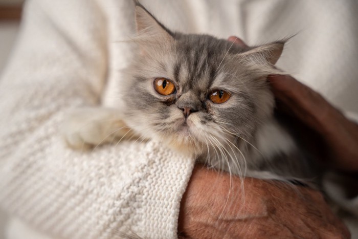 シニア女性に抱かれている猫