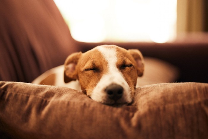 ソファの上で目をつむる犬