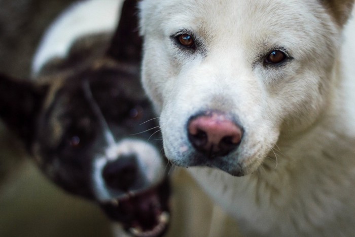 2頭の犬の顔