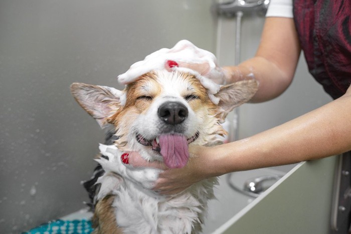 シャンプーされている犬