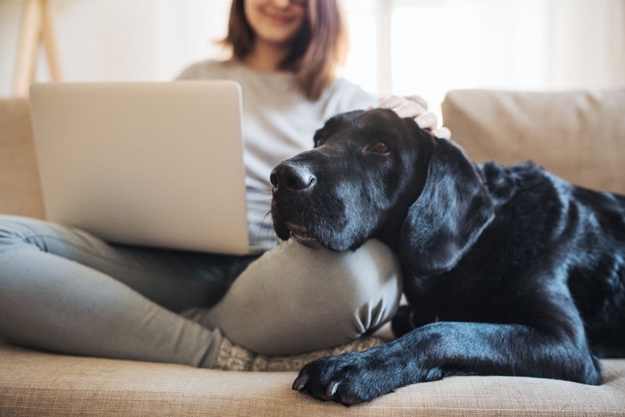 パソコン作業をする女性に甘える黒犬