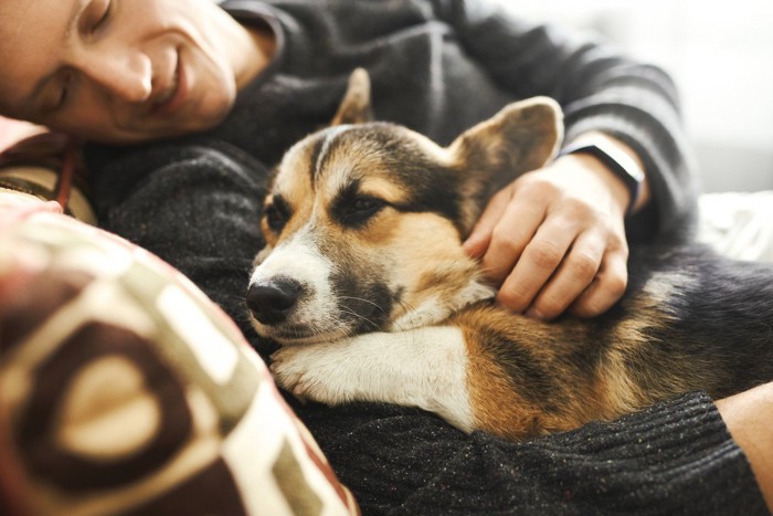 男性に抱っこされて嬉しそうな犬