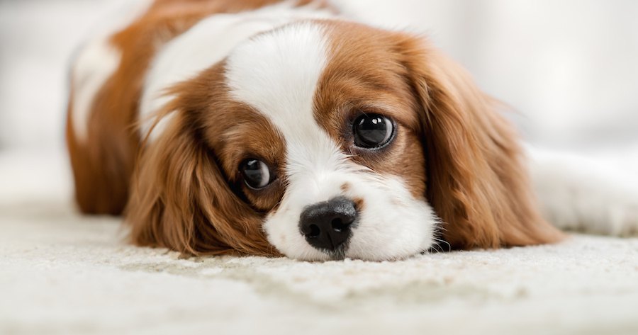 拗ねたような表情で伏せる犬