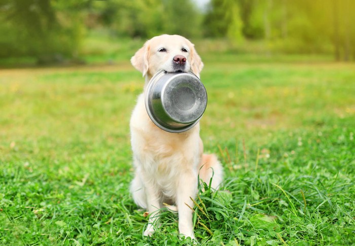 外でごはんの器をくわえて座る犬