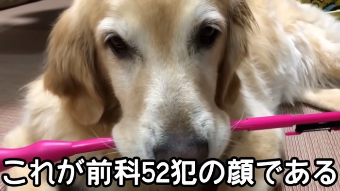 犬の顔のアップ