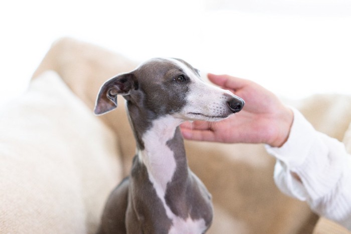 撫でられそうな犬