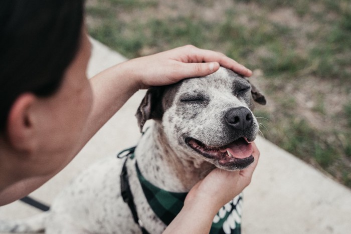 adopt meのバンダナを着けた保護犬