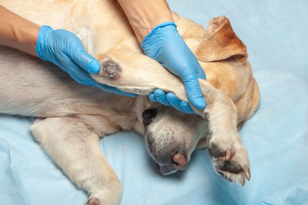 足にでき物がある犬