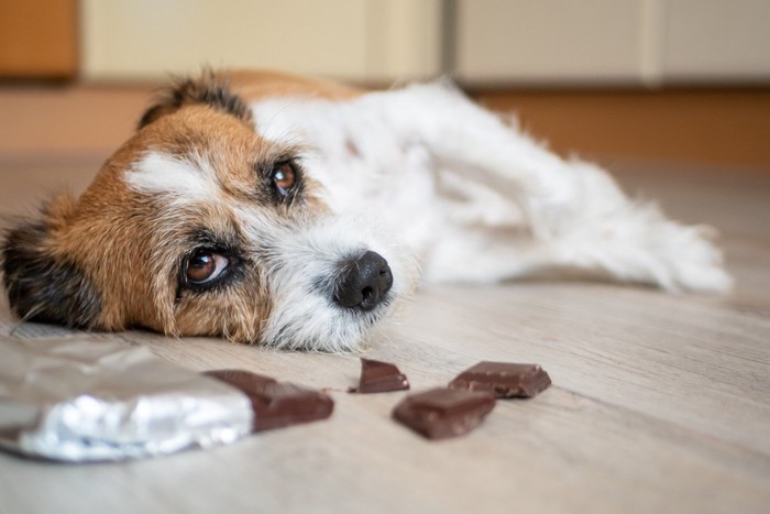 チョコと犬