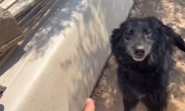 喜んで飛び跳ねる犬