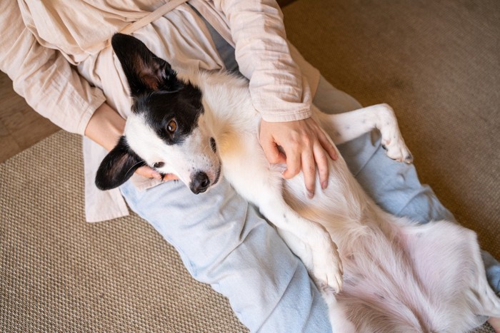 人の脚の間に寝転がる白黒の犬