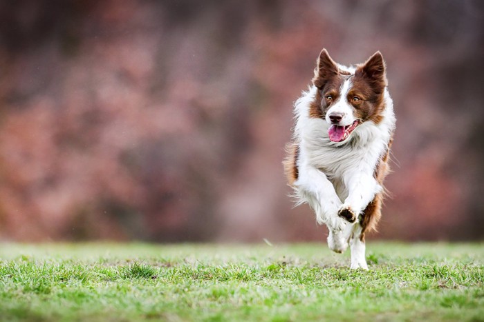 走る犬