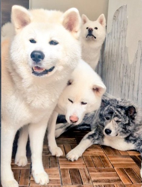 素敵な秋田犬家族