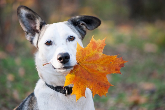 秋の葉っぱをくわえた犬