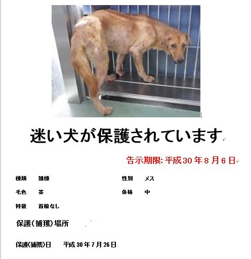 迷子犬のチラシ