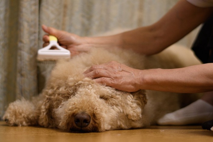 ブラッシングしている犬