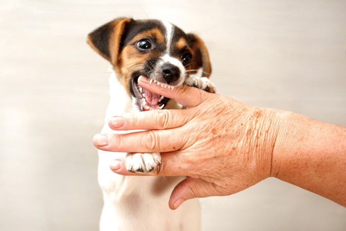 手を噛むテリアの子犬