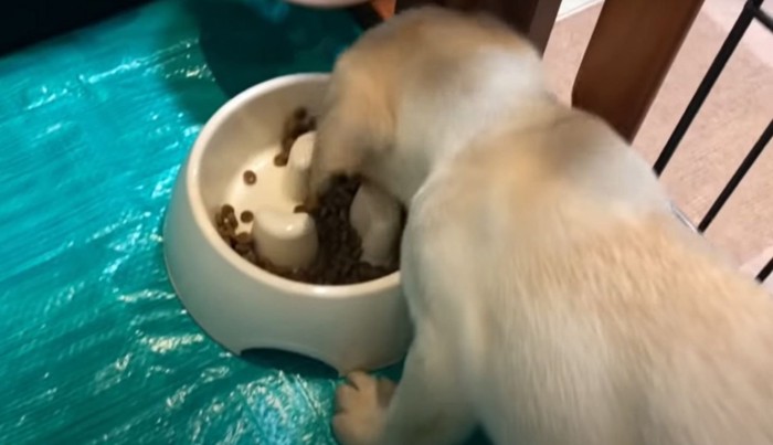 ご飯を食べる子犬